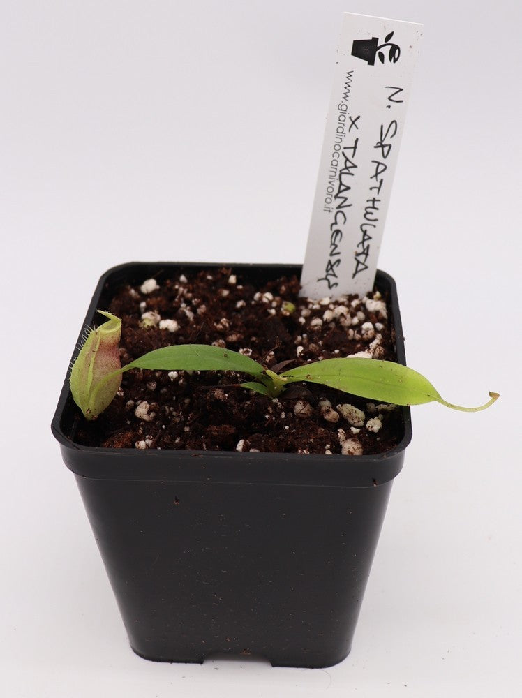 Nepenthes spathulata x talangensis