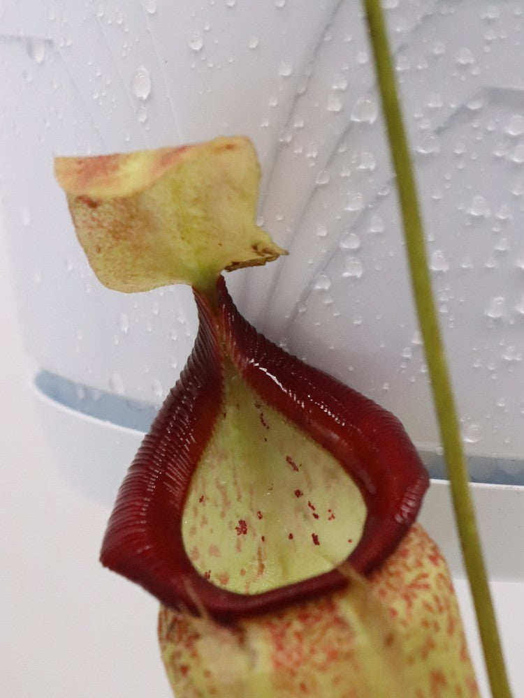 Nepenthes spathulata x talangensis