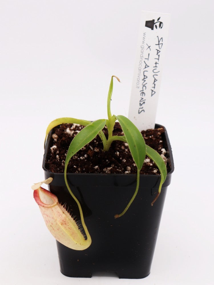 Nepenthes spathulata x talangensis