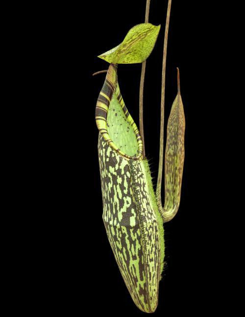 Nepenthes spectabilis  "Sibuyatan"  BE-3177