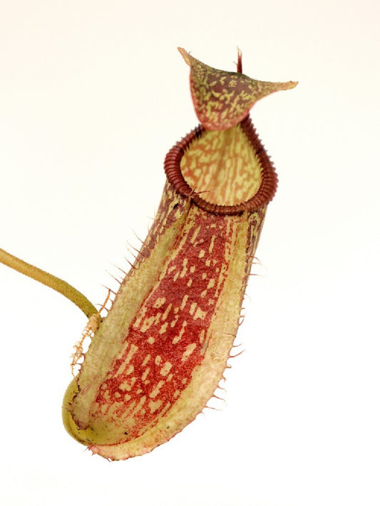 Nepenthes spectabilis x hamata BE-3871