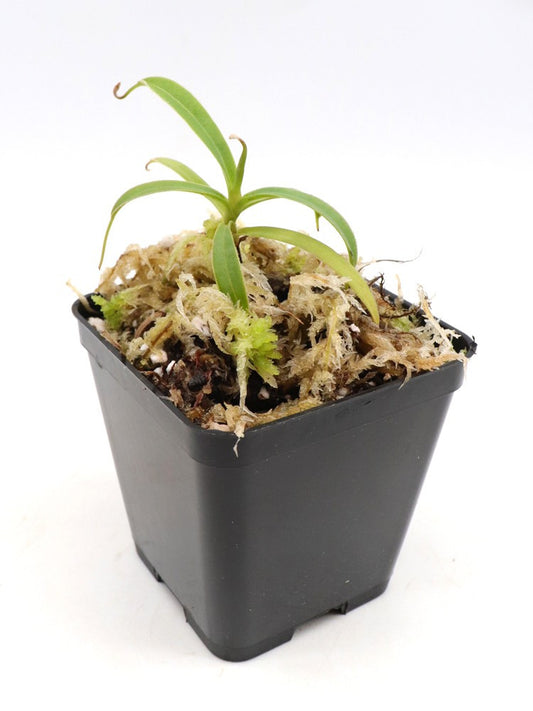 Nepenthes talangensis   Gunung Talang, Sumatra
