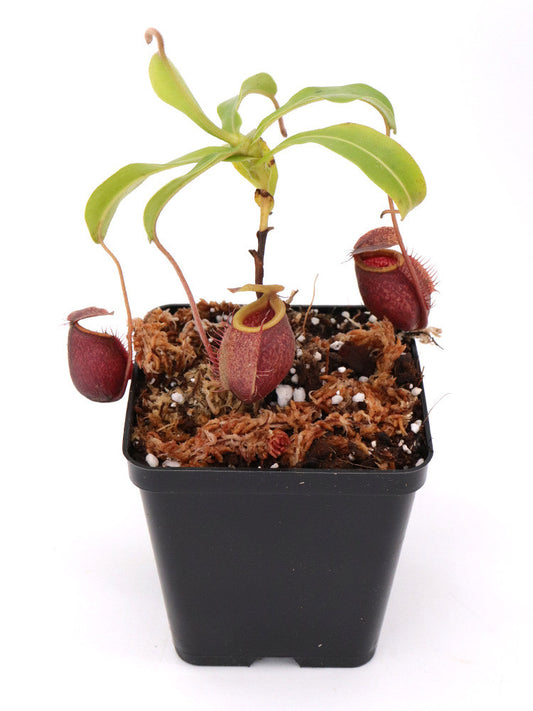 Nepenthes undulatifolia  Sulawesi