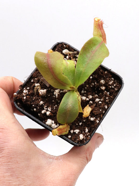 Nepenthes veitchii "Golden peristome"  Lowland form, Bario