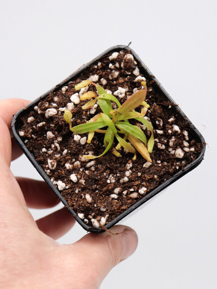 Nepenthes veitchii  yellow x striped peristome