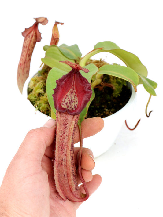 Nepenthes veitchii x boschiana
