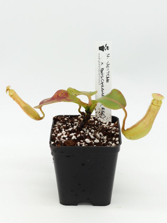 Nepenthes veitchii x boschiana (RSC)