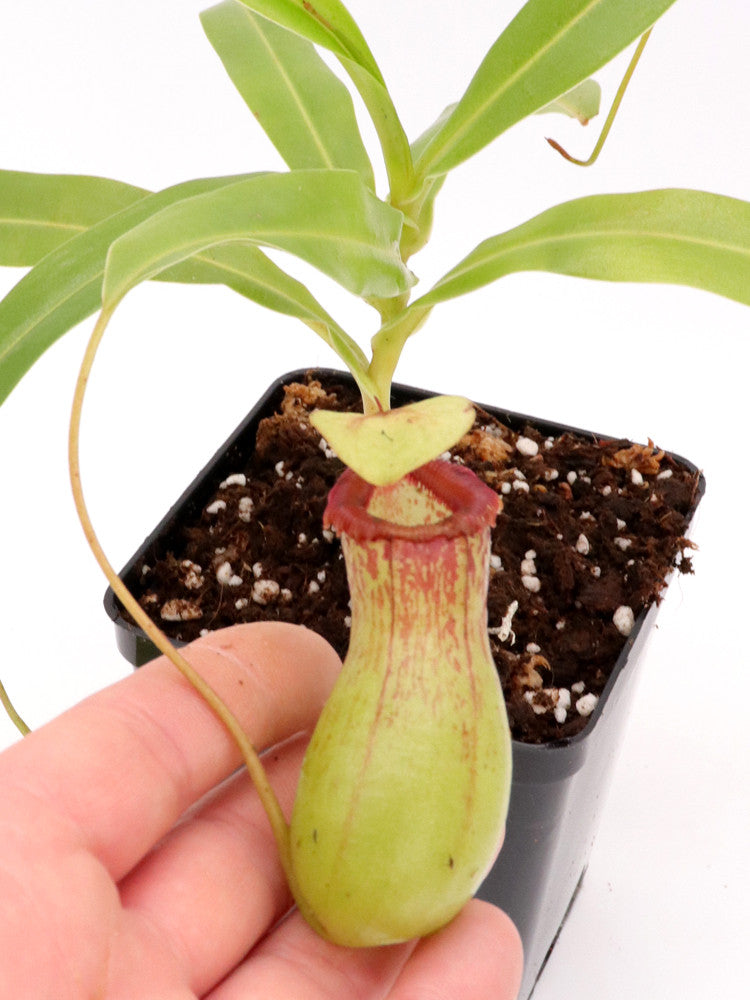 Nepenthes ventricosa "Madja - AS" BE-3278