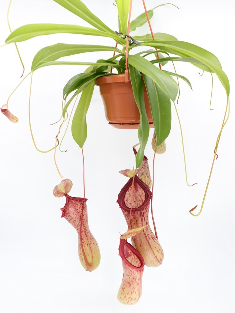 Nepenthes ventricosa "Madja - AS" BE-3278