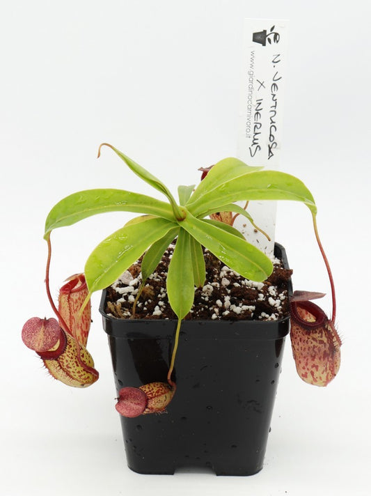 Nepenthes ventricosa x inermis