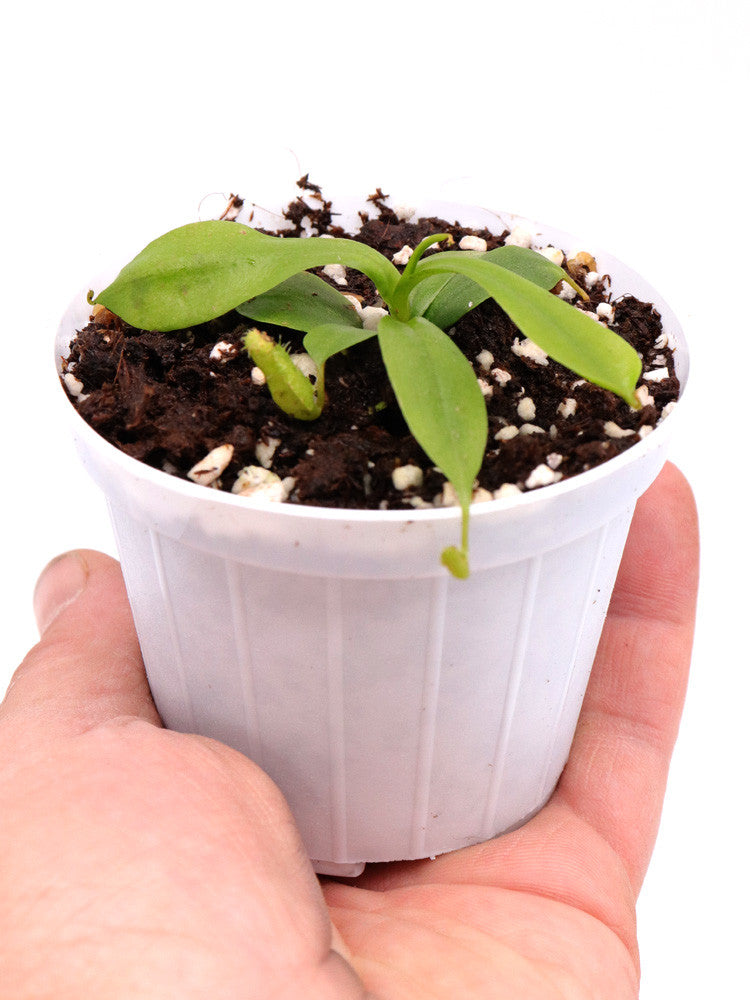 Nepenthes ventricosa x peltata