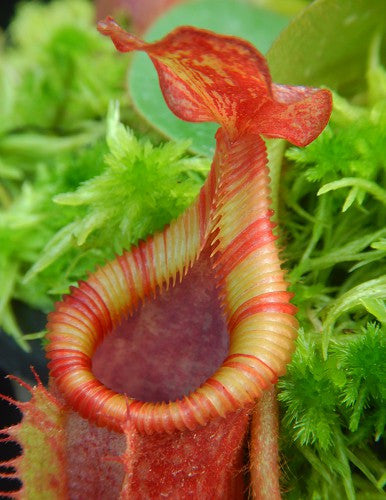 Nepenthes villosa x veitchii  BE-4045