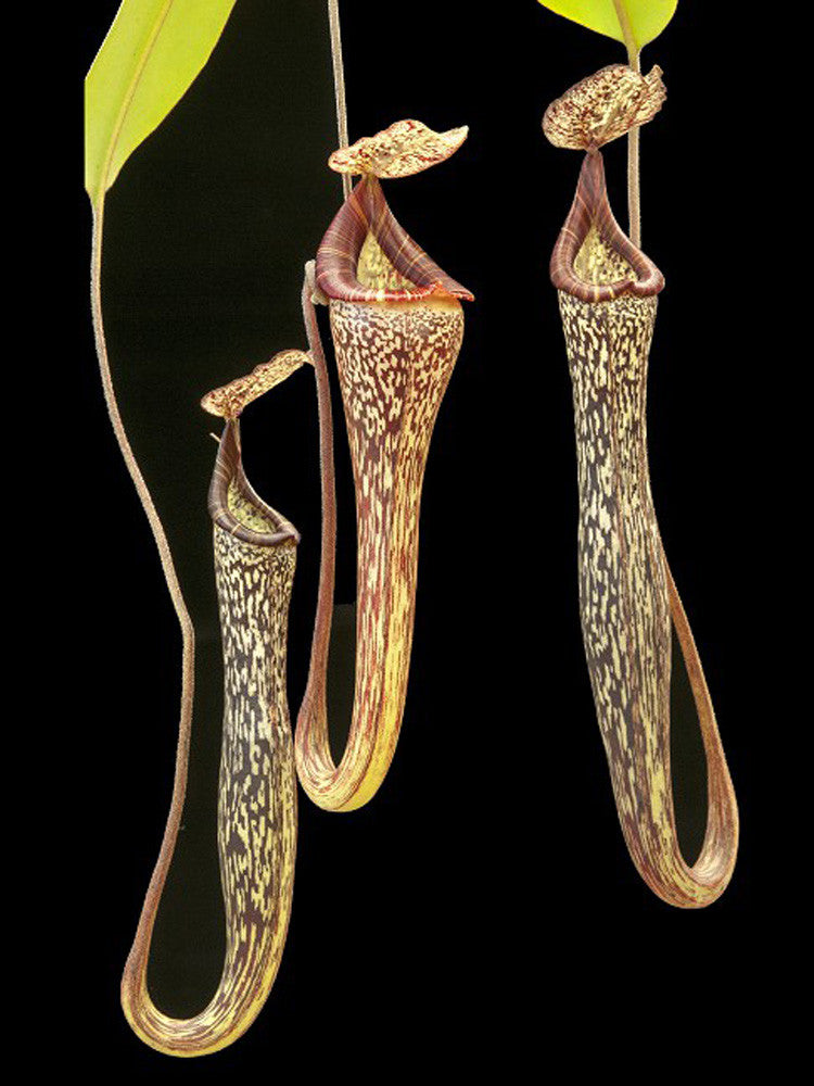 Nepenthes vogelii  BE-3256