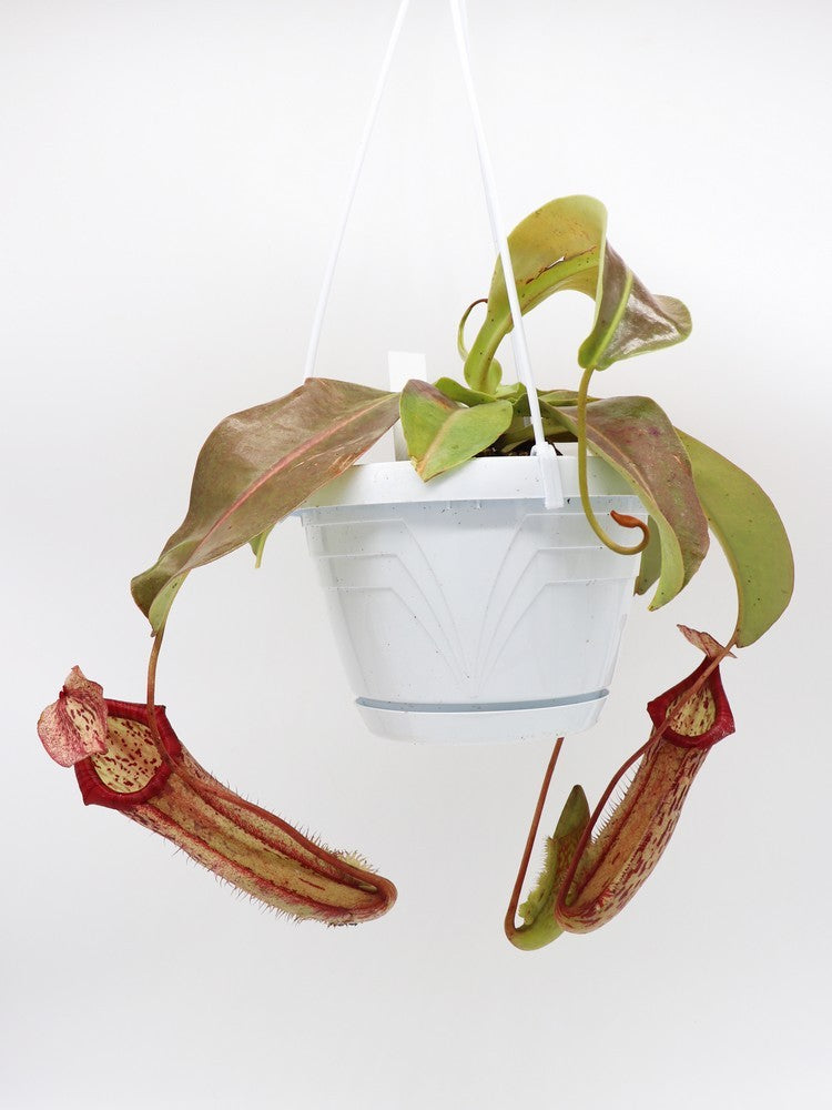 Nepenthes x "Miranda"