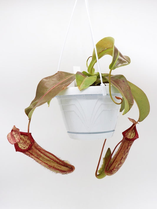 Nepenthes x "Miranda"