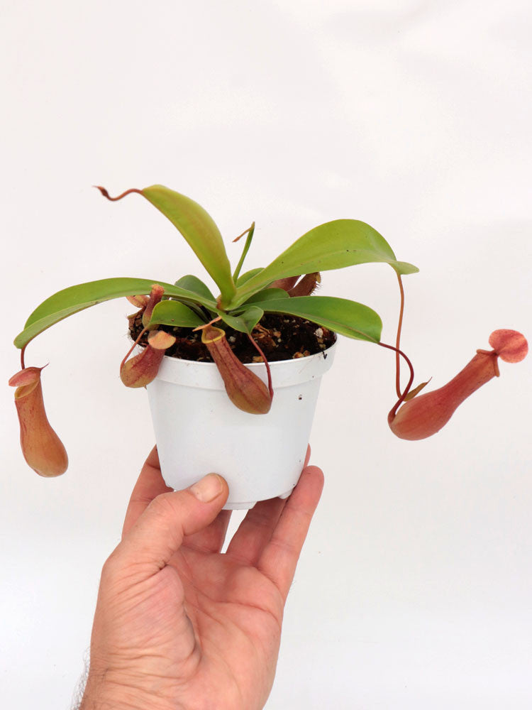 Vänt Ratta Nepenthes x