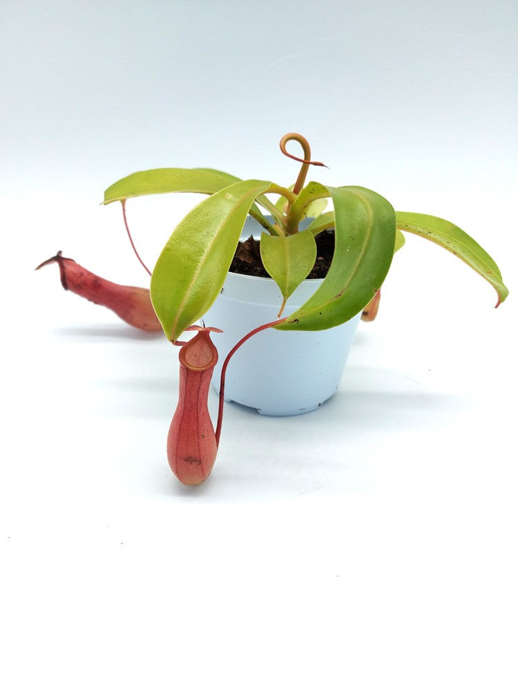 Nepenthes x " Ventrata "