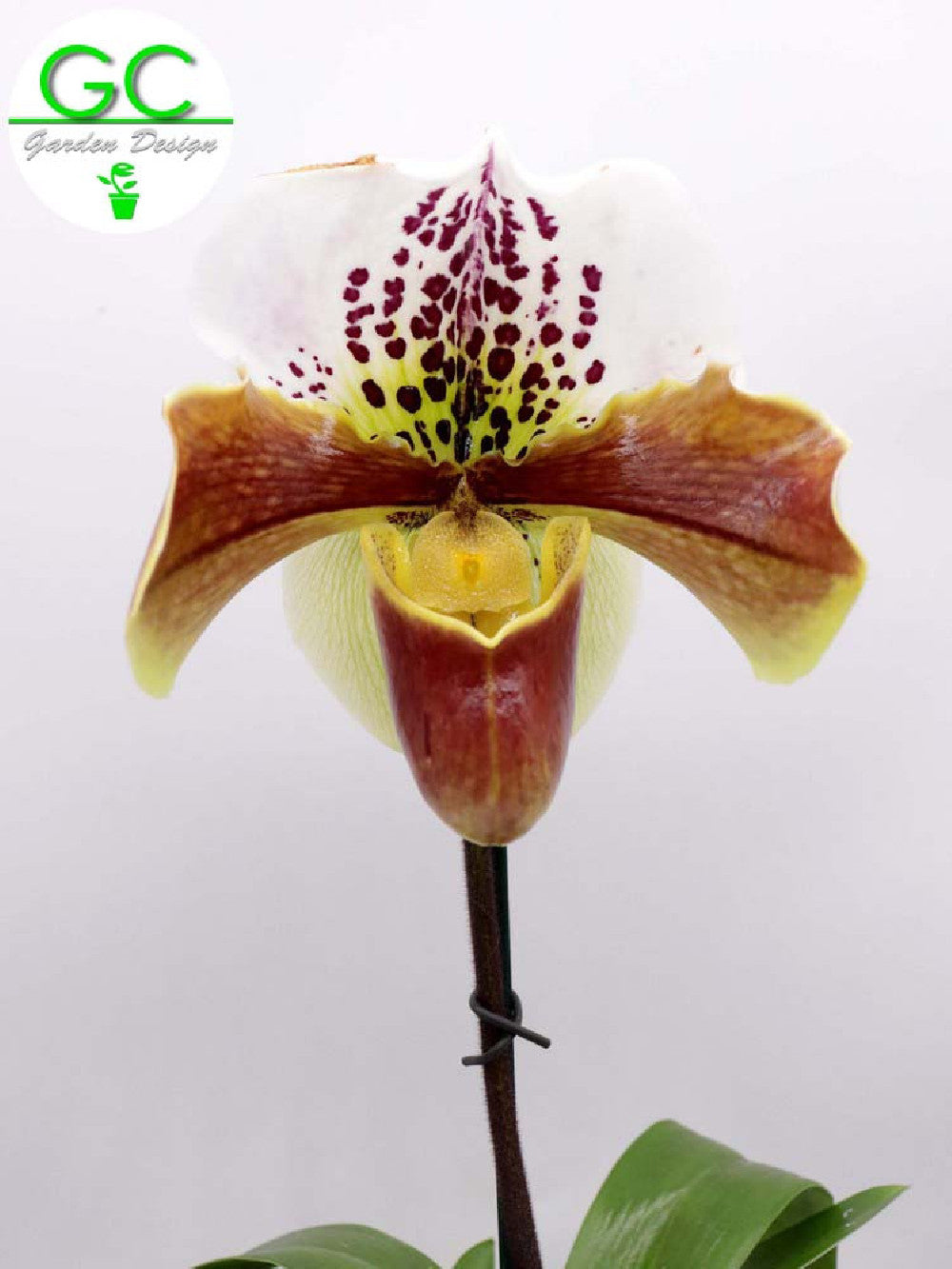 ORCHIDEA PAPHIOPEDILUM XL