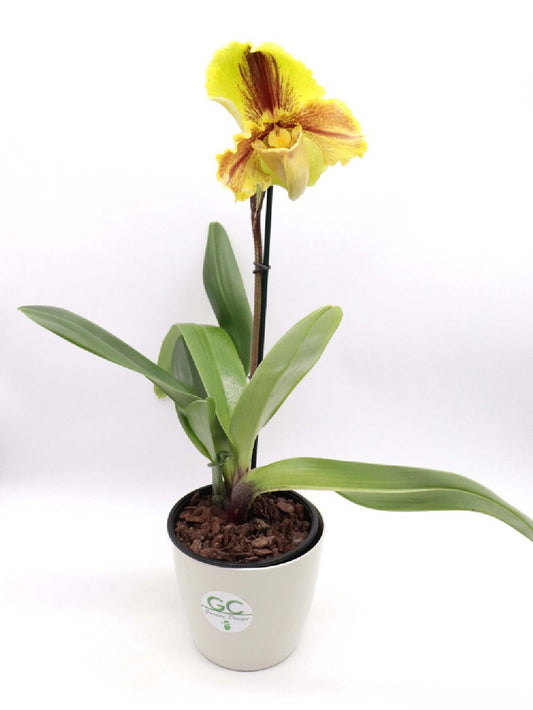 ORCHIDEA PAPHIOPEDILUM XL A FIORE GIALLO