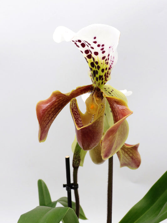 ORCHIDEA PAPHIOPEDILUM doppio fiore