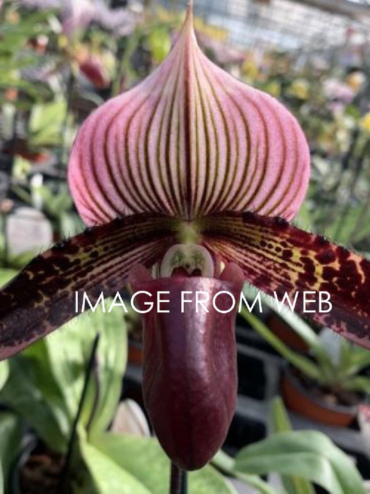 ORCHIDEA Paphiopedilum Maudiae vinicolor