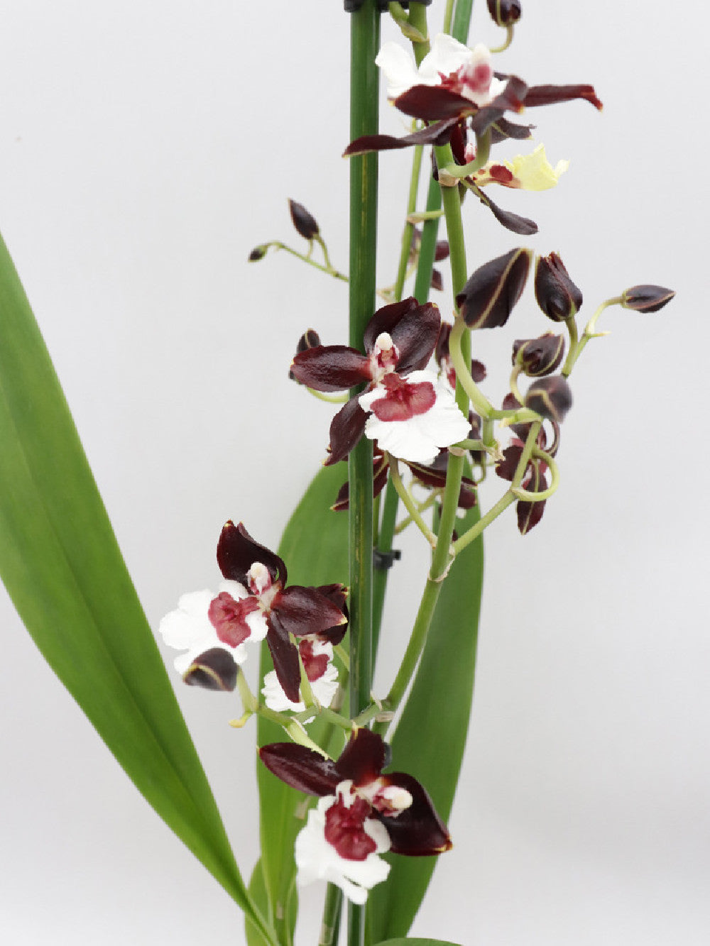 Orchidea Colmanara