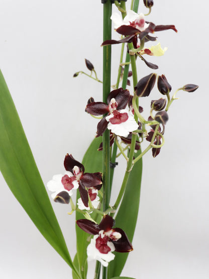 Orchidea Colmanara