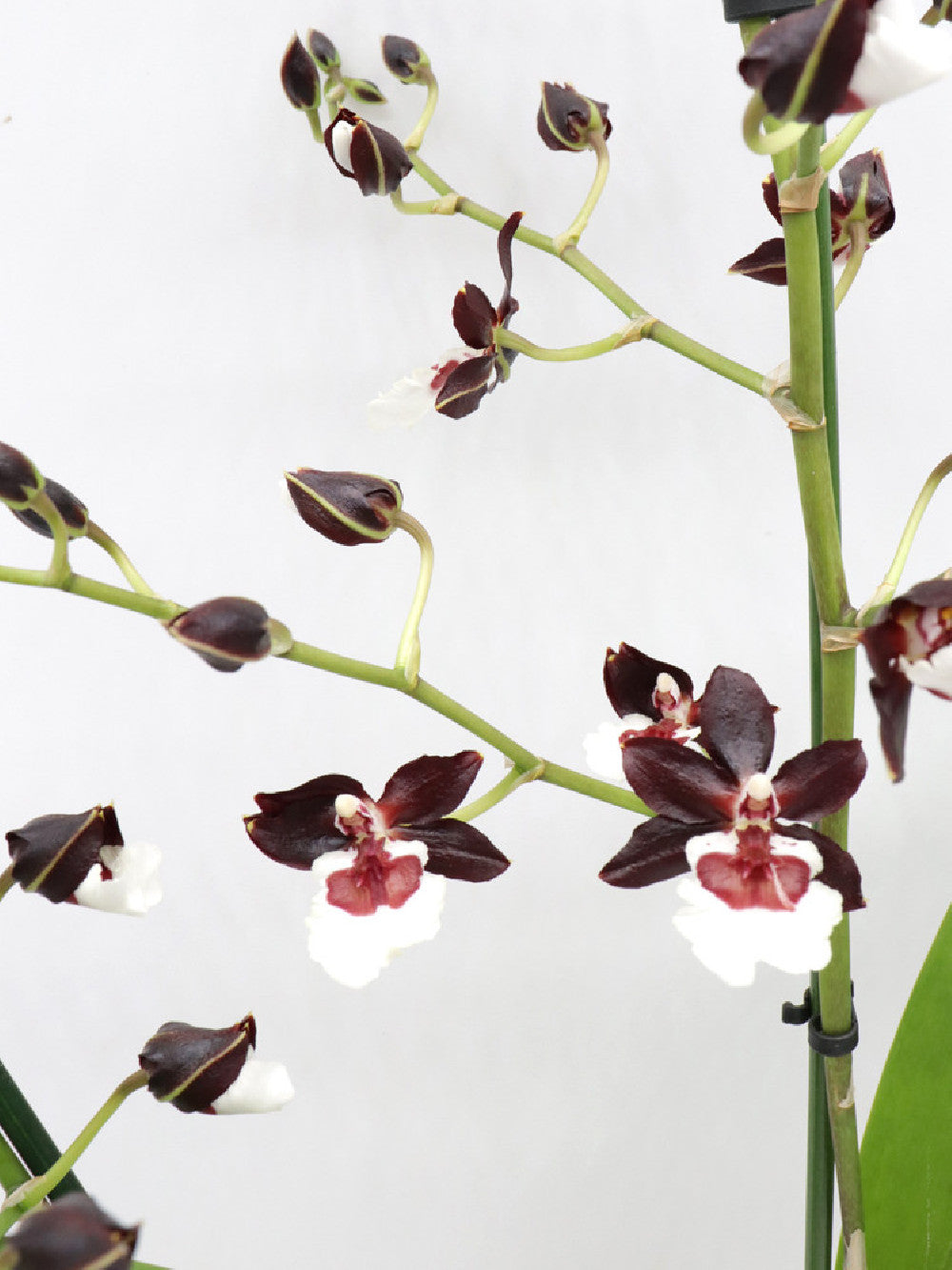 Orchidea Colmanara