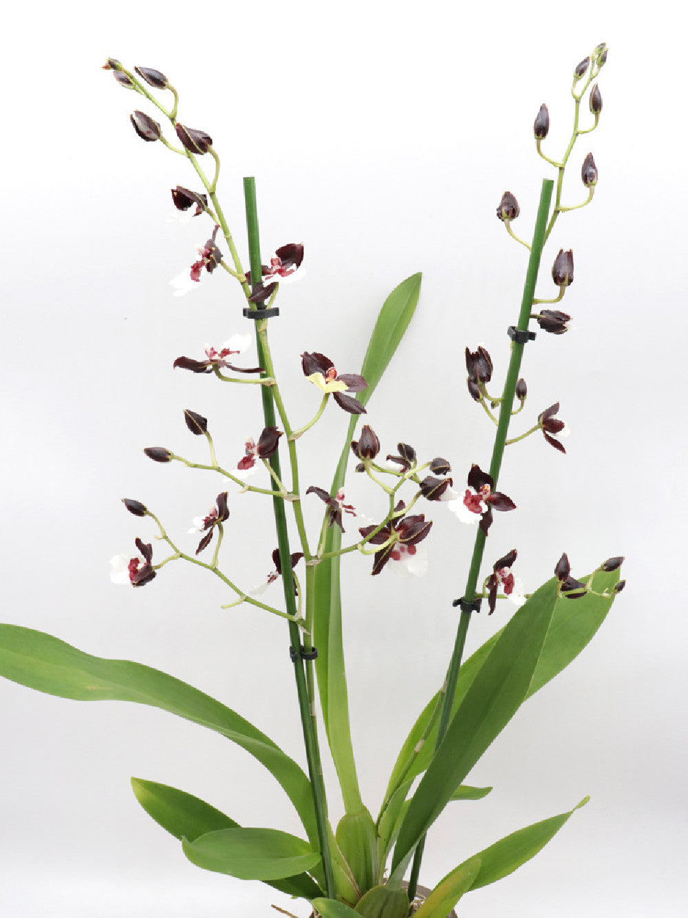 Orchidea Colmanara