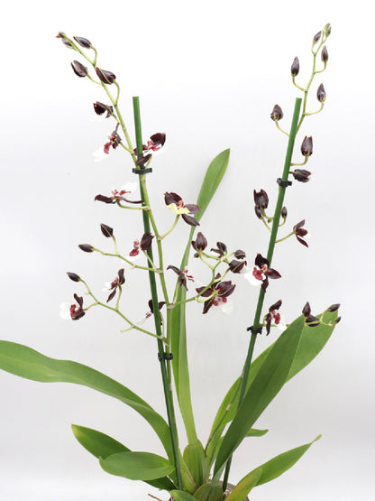 Orchidea Colmanara