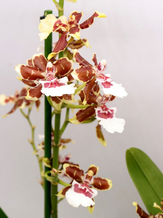 Orchidea Colmanara
