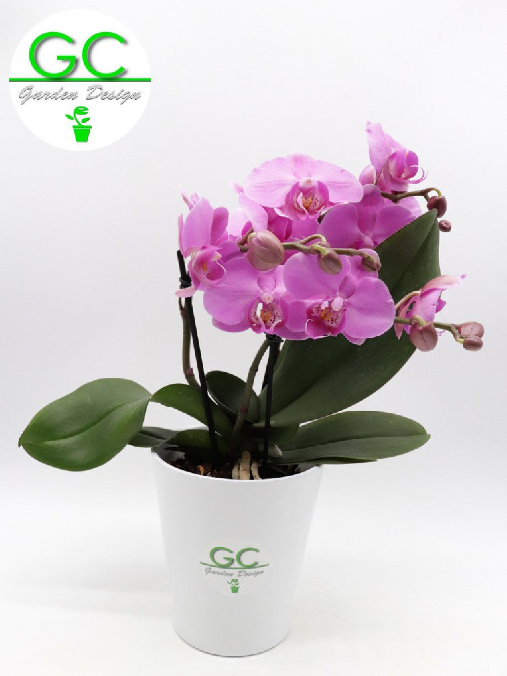 Orchidea LARGE SIZE a fiore rosa "BIG FLOWER" 2 scapi floreali