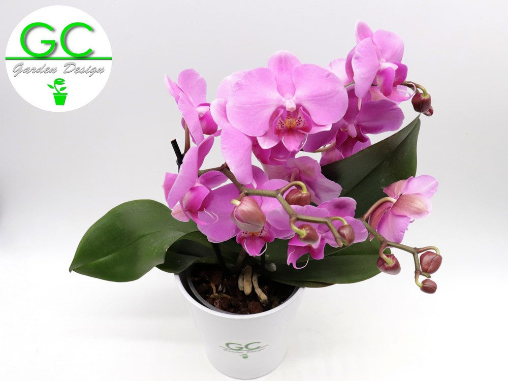Orchidea LARGE SIZE a fiore rosa "BIG FLOWER" 2 scapi floreali