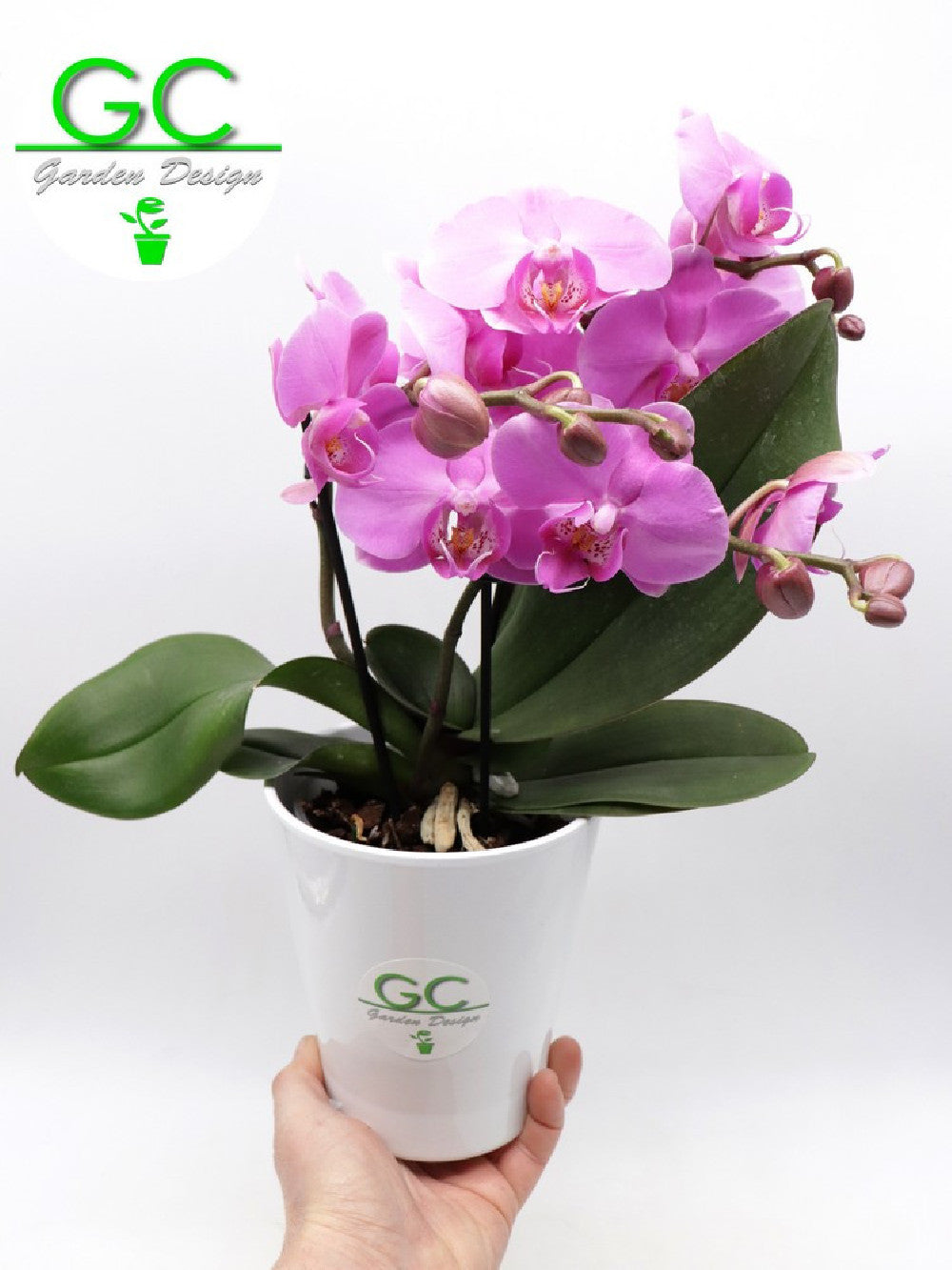 Orchidea LARGE SIZE a fiore rosa "BIG FLOWER" 2 scapi floreali