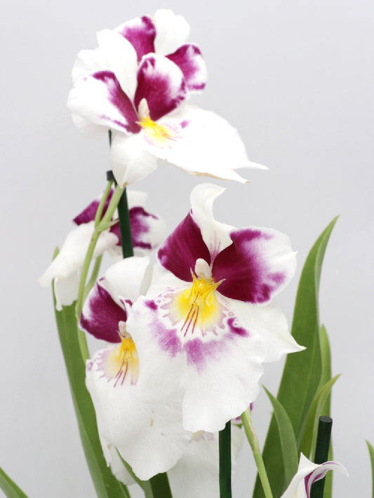 Orchidea Miltonia , Fiore bianco e viola profumato