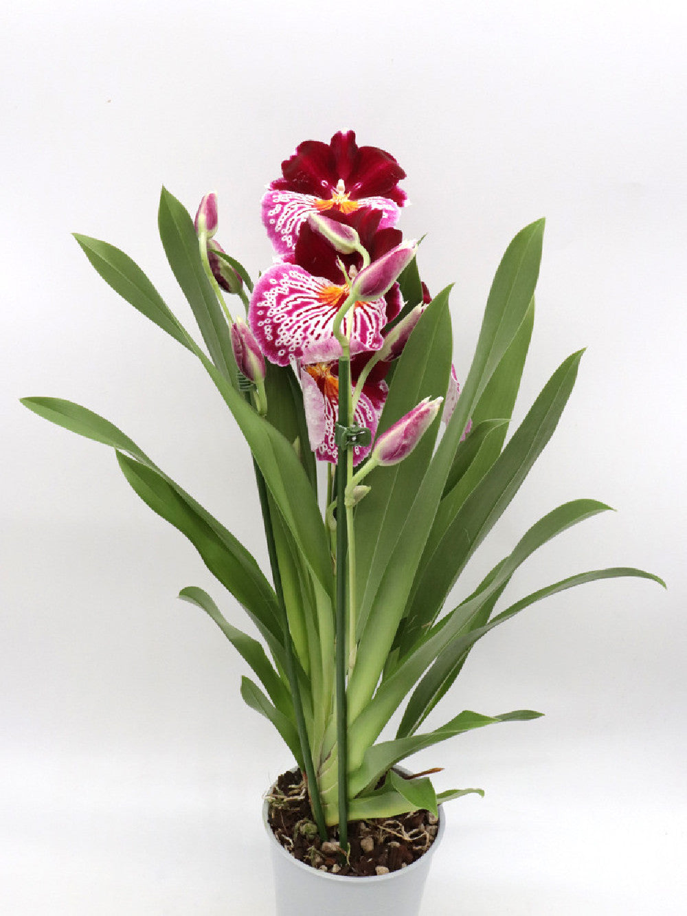 Orchidea Miltonia   Fiore viola profumato