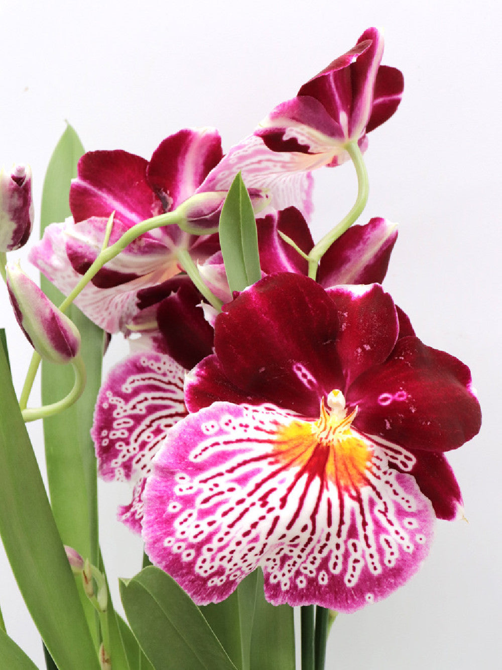 Orchidea Miltonia   Fiore viola profumato