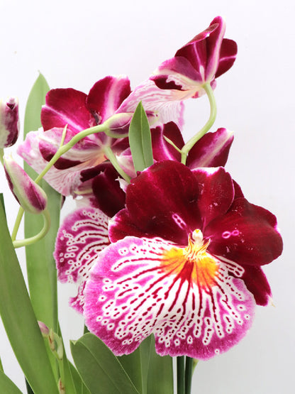 Orchidea Miltonia   Fiore viola profumato