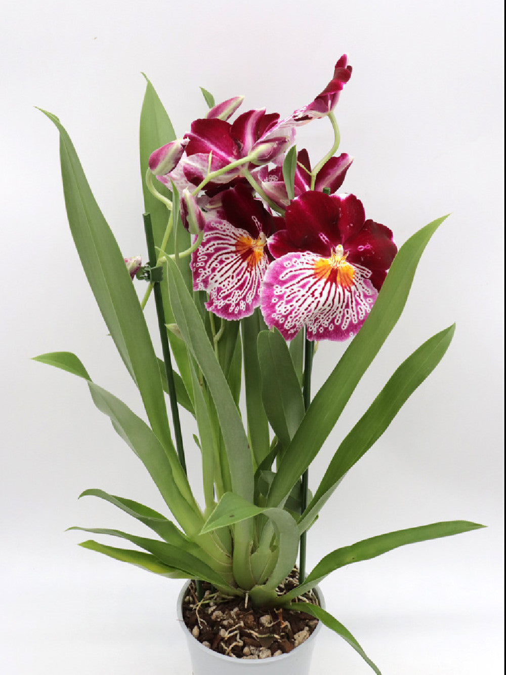 Orchidea Miltonia   Fiore viola profumato