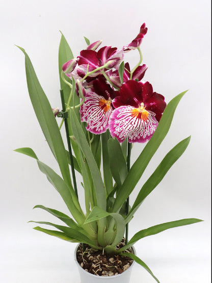 Orchidea Miltonia   Fiore viola profumato
