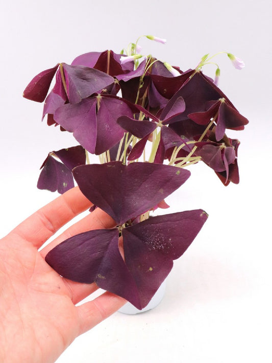 Oxalis triangularis purple