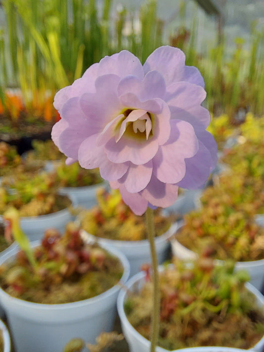 PInguicula primuliflora "Rose"