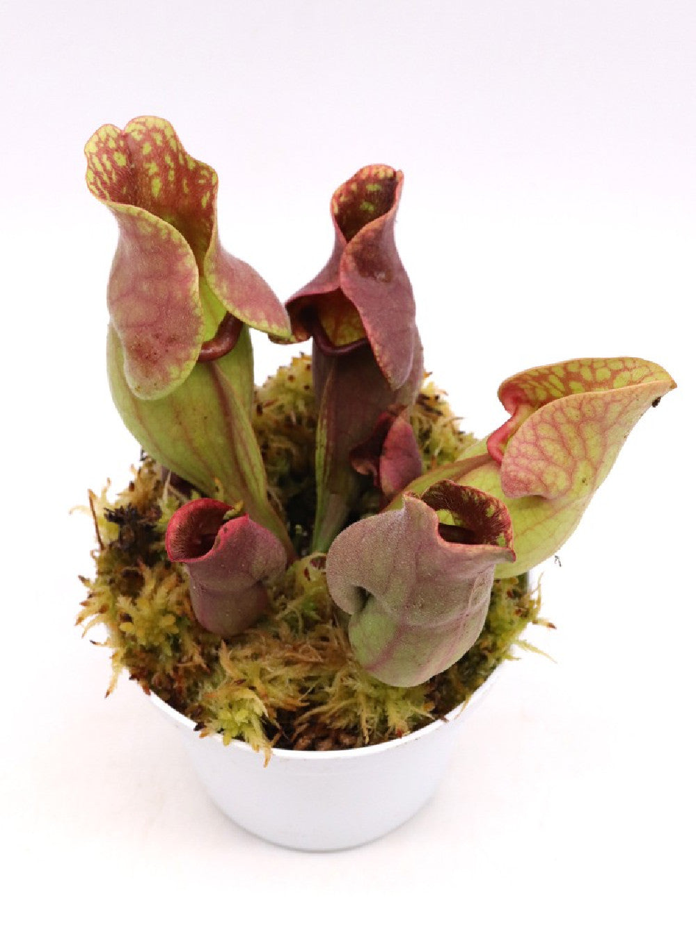 PV4 GC Sarracenia purpurea ssp. venosa " Red Tiger " – Giardino Carnivoro