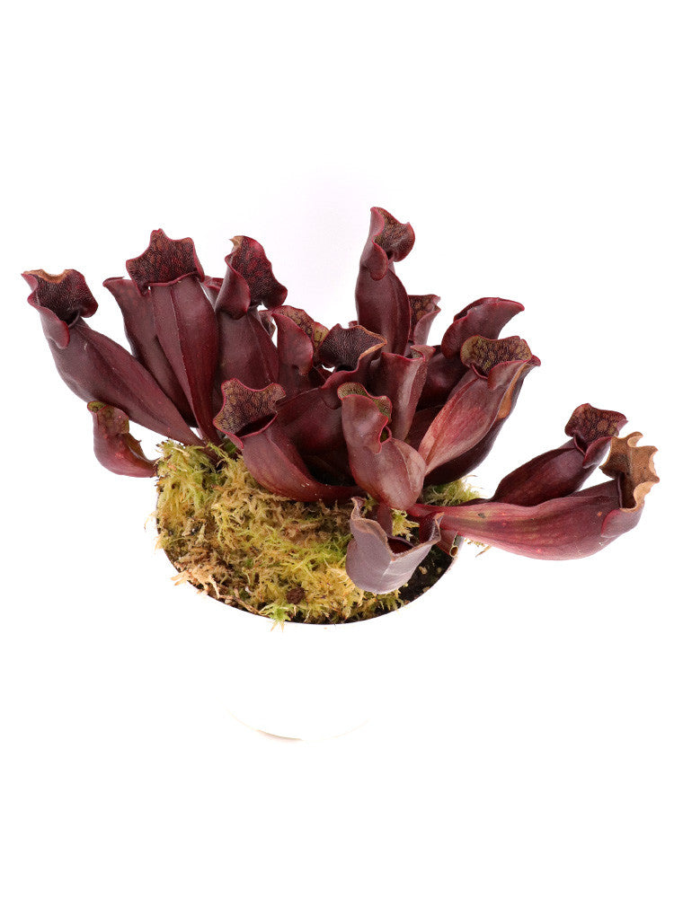 PV5 GC  Sarracenia purpurea ssp. purpurea "Black Brown"