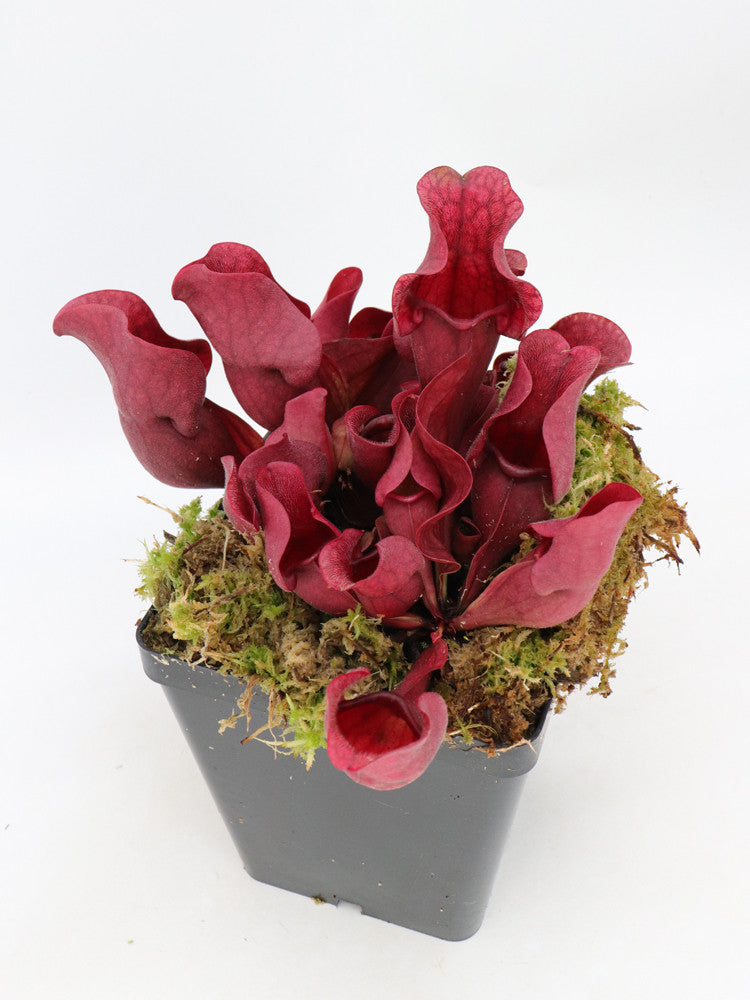 PV6 GC  Sarracenia purpurea ssp. venosa "very red"