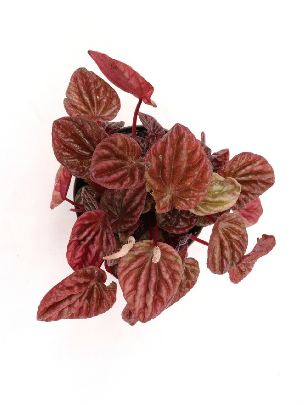 Peperomia "Red"