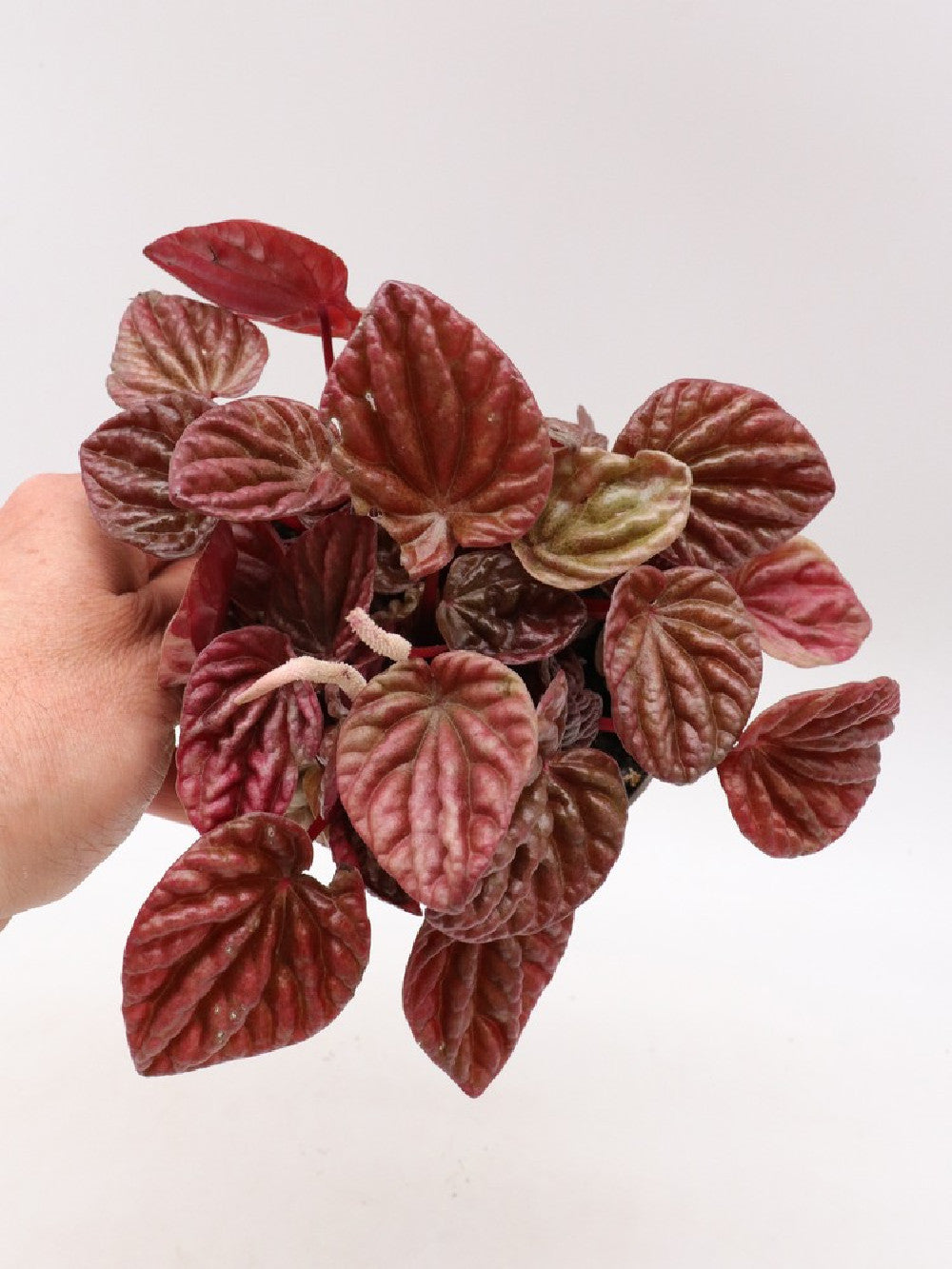 Peperomia "Red"