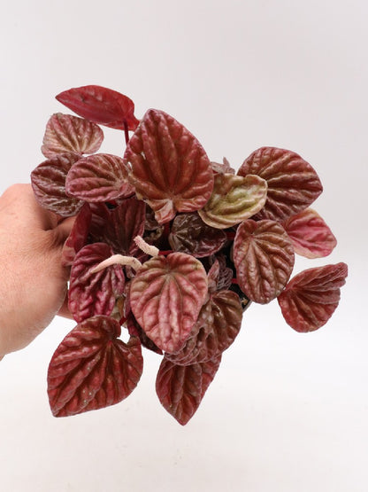 Peperomia "Red"