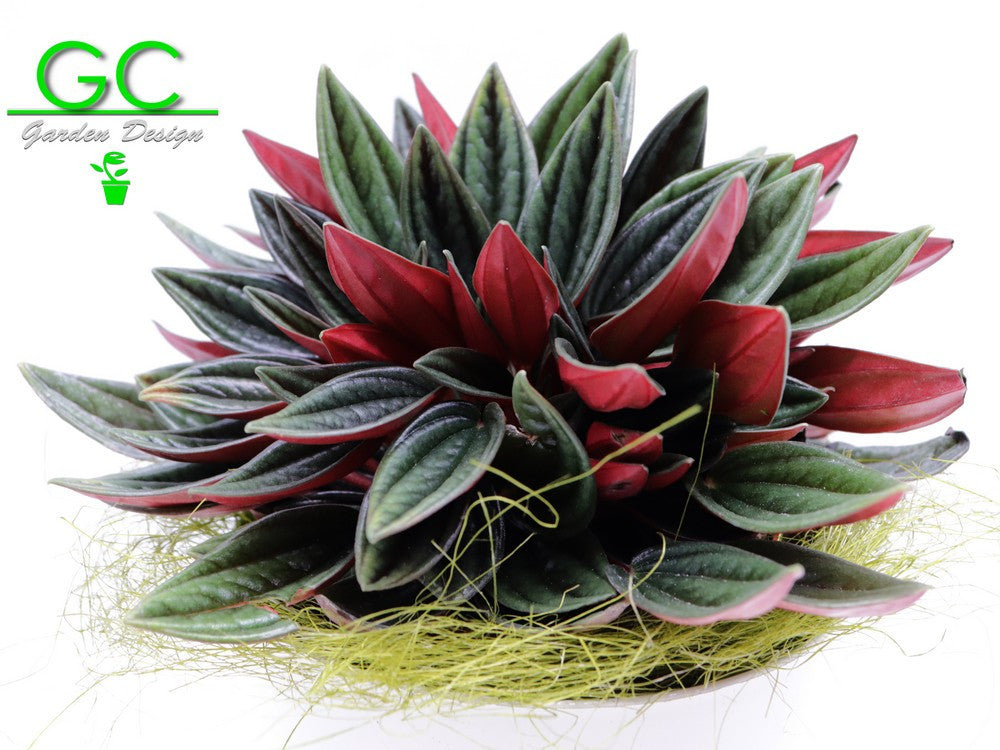 Peperomia caperata "Red"    Small Size