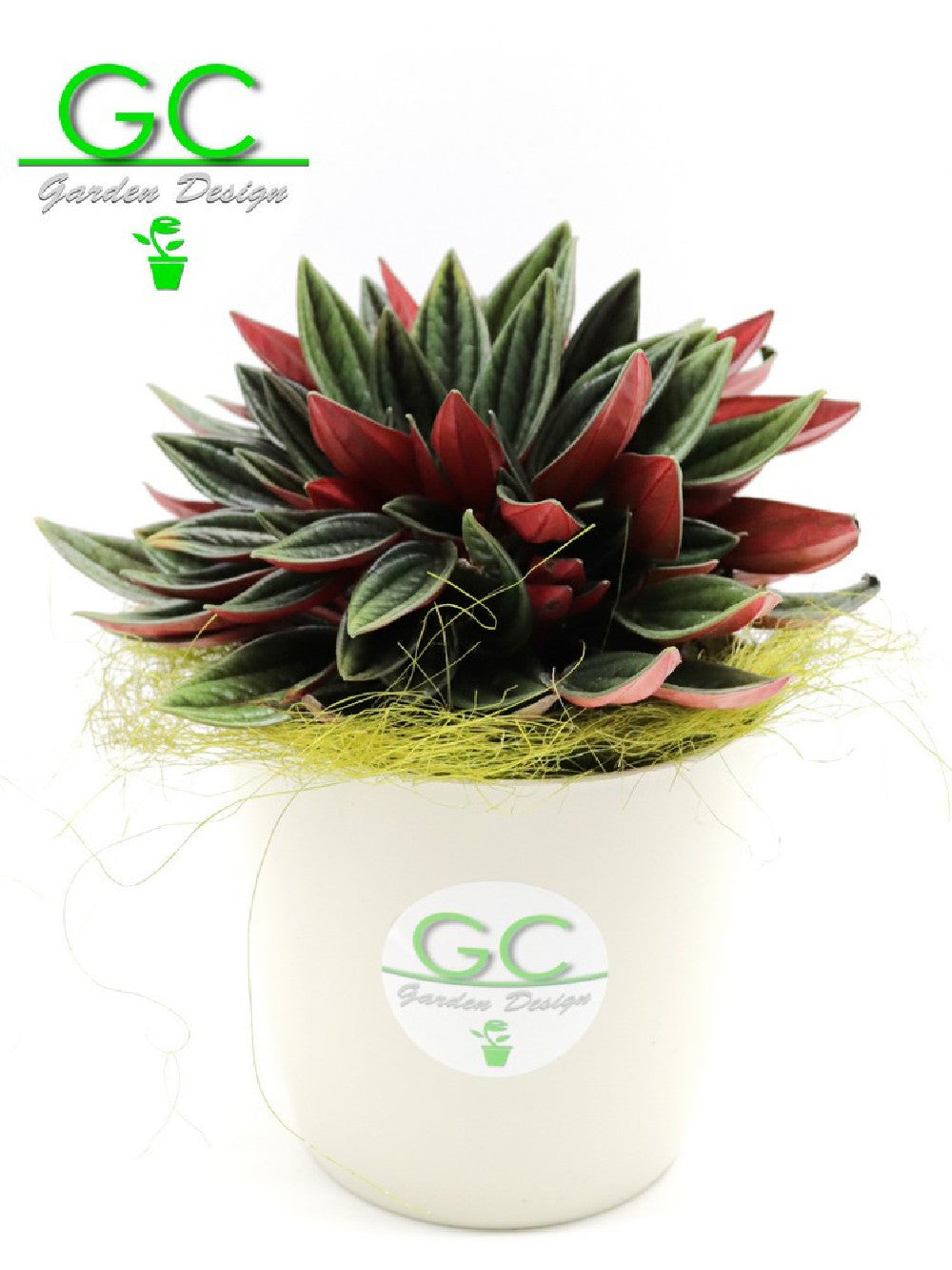 Peperomia caperata "Red"    Small Size